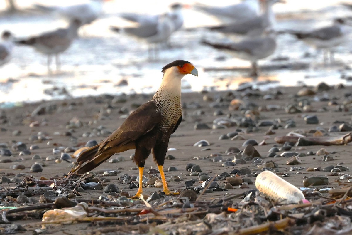 Crested Caracara - Jim Edsall