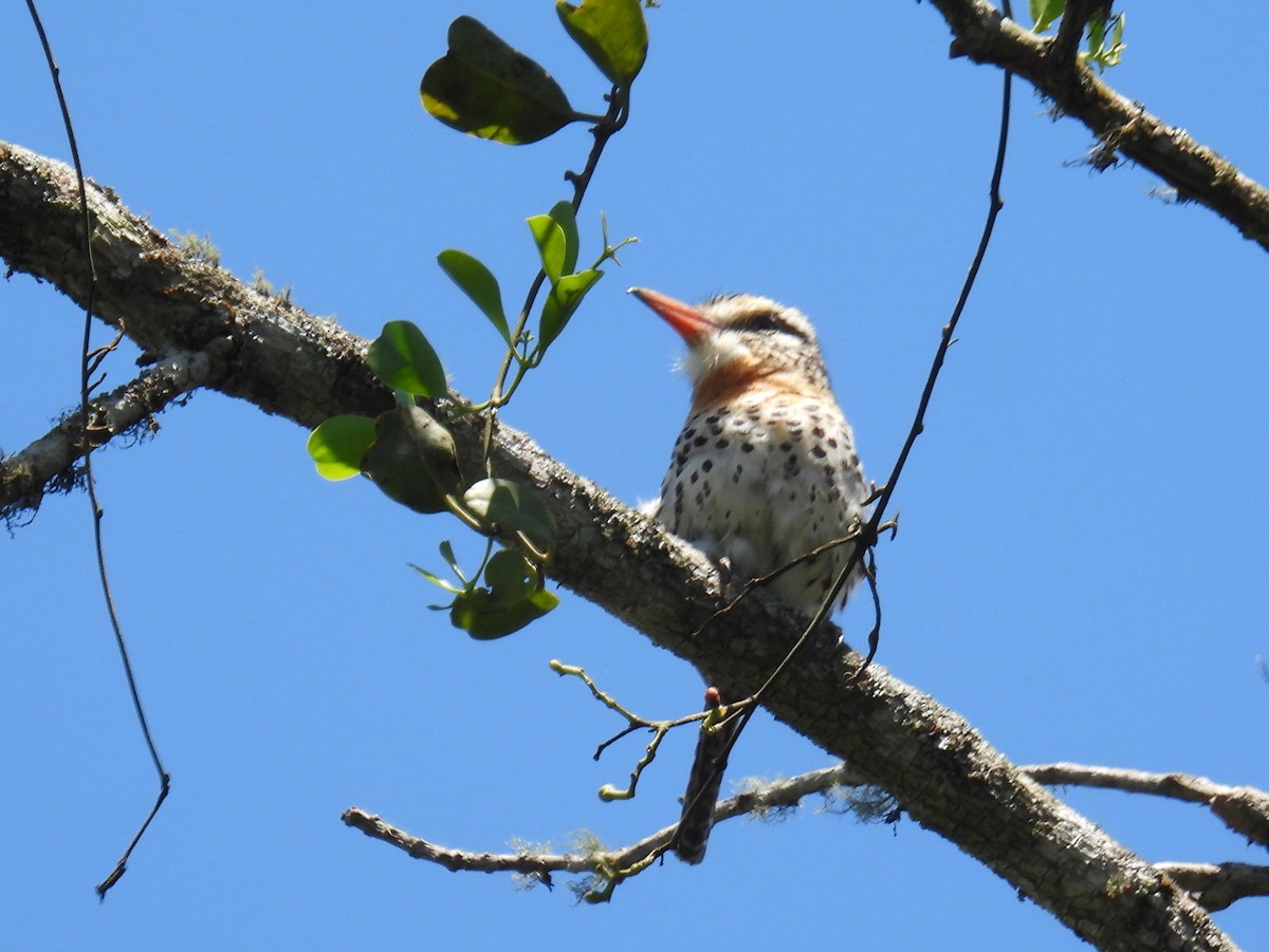 Spot-backed Puffbird (Spot-backed) - bob butler