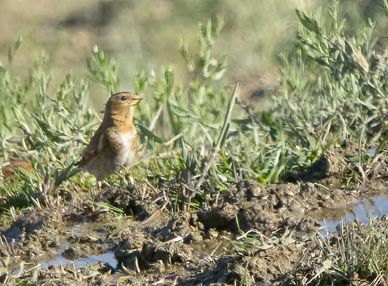 Crimson-winged Finch (Eurasian) - Eric Francois Roualet