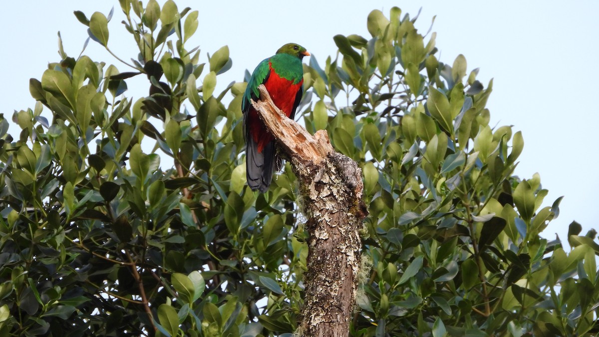 Golden-headed Quetzal - Jorge Muñoz García   CAQUETA BIRDING