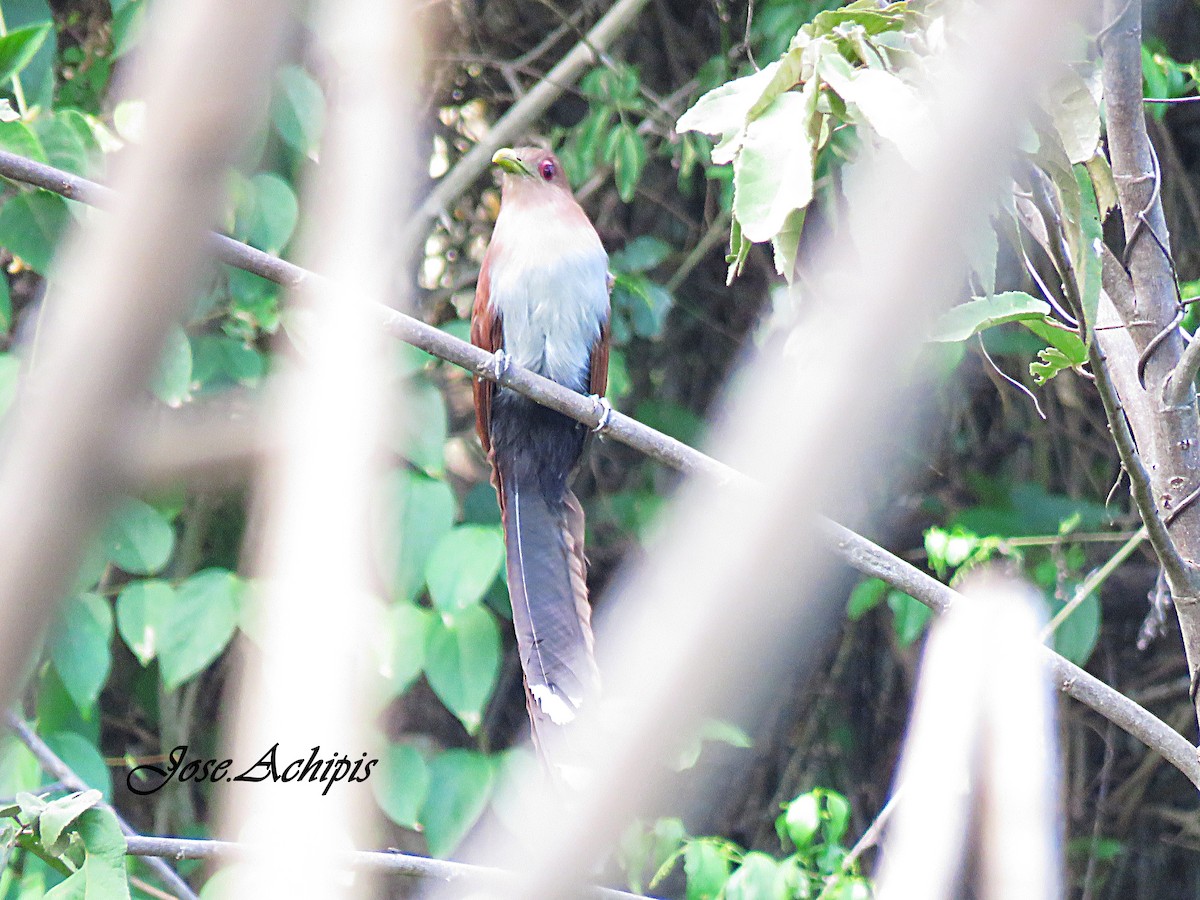 Squirrel Cuckoo - ML615498415