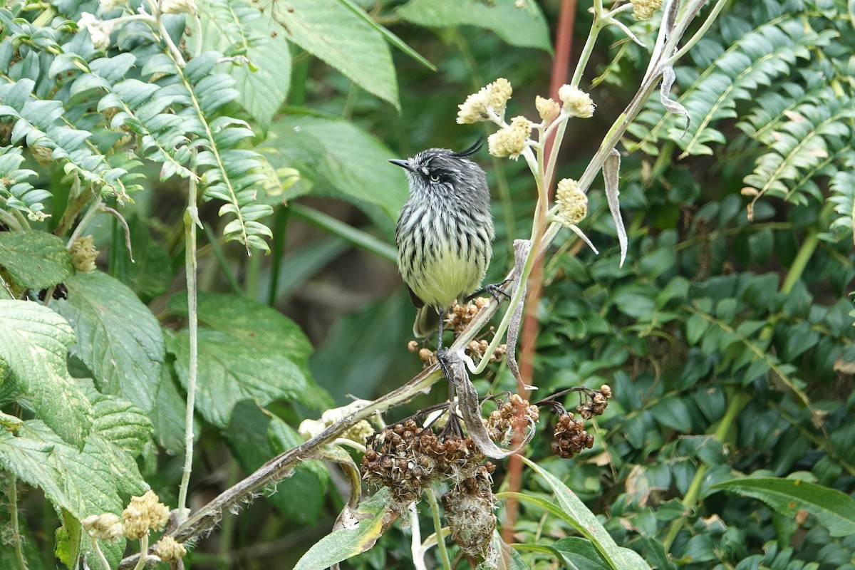 Tufted Tit-Tyrant - ML615498426