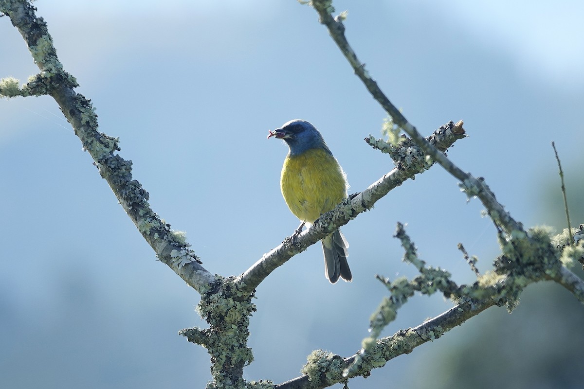 Blue-and-yellow Tanager - ML615498447