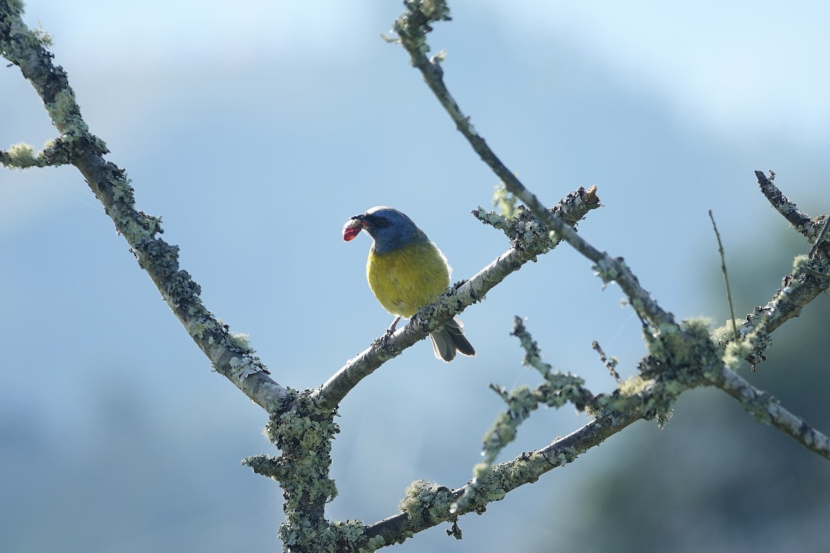 Blue-and-yellow Tanager - ML615498448