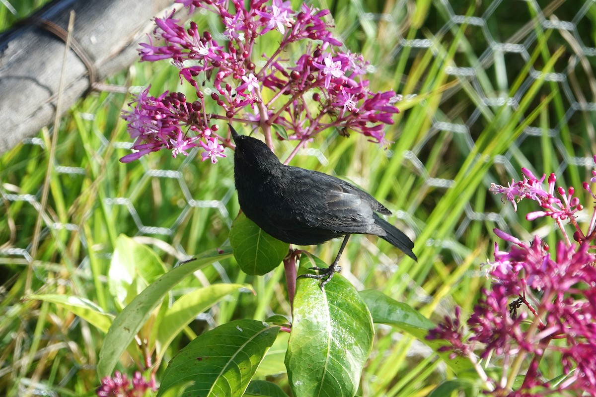 Black Flowerpiercer - Daniel Pacheco Osorio