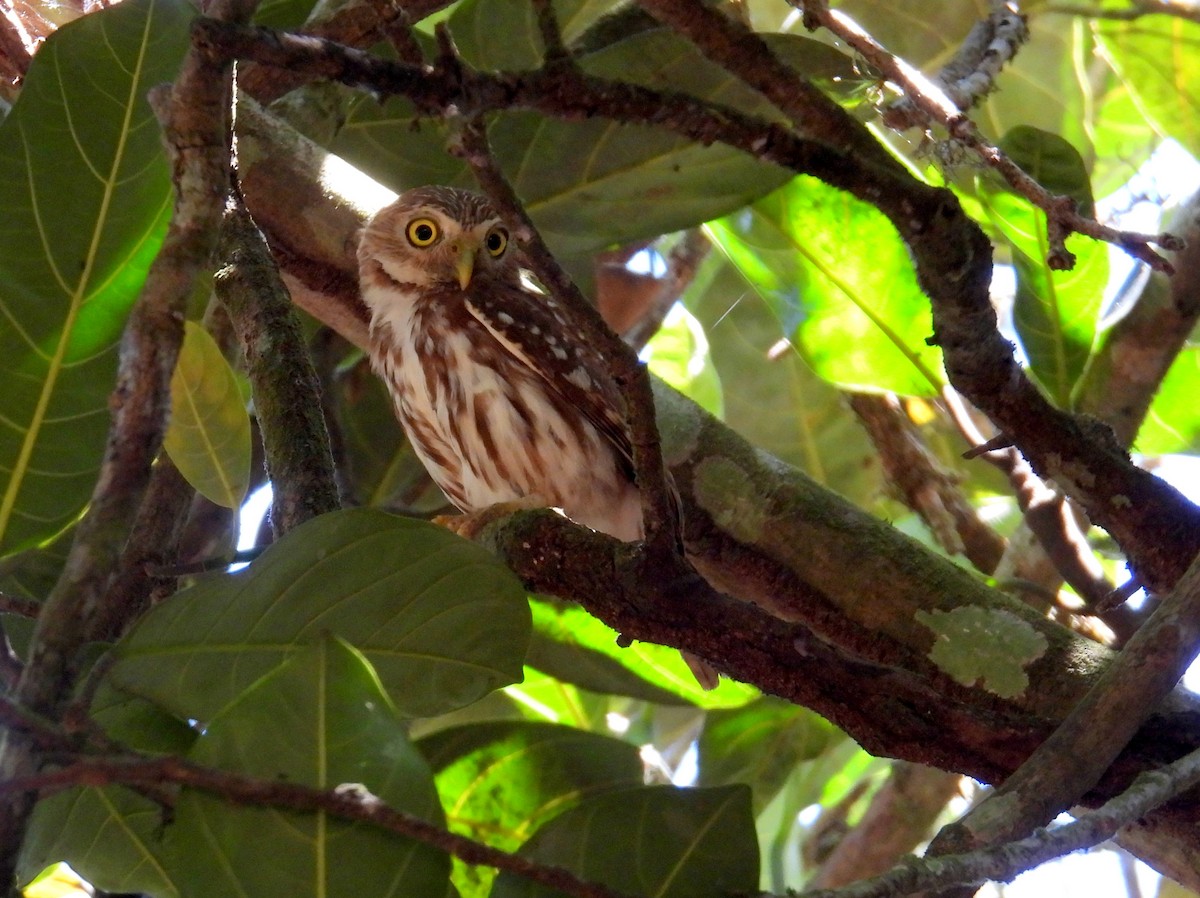 Ferruginous Pygmy-Owl (Ferruginous) - bob butler
