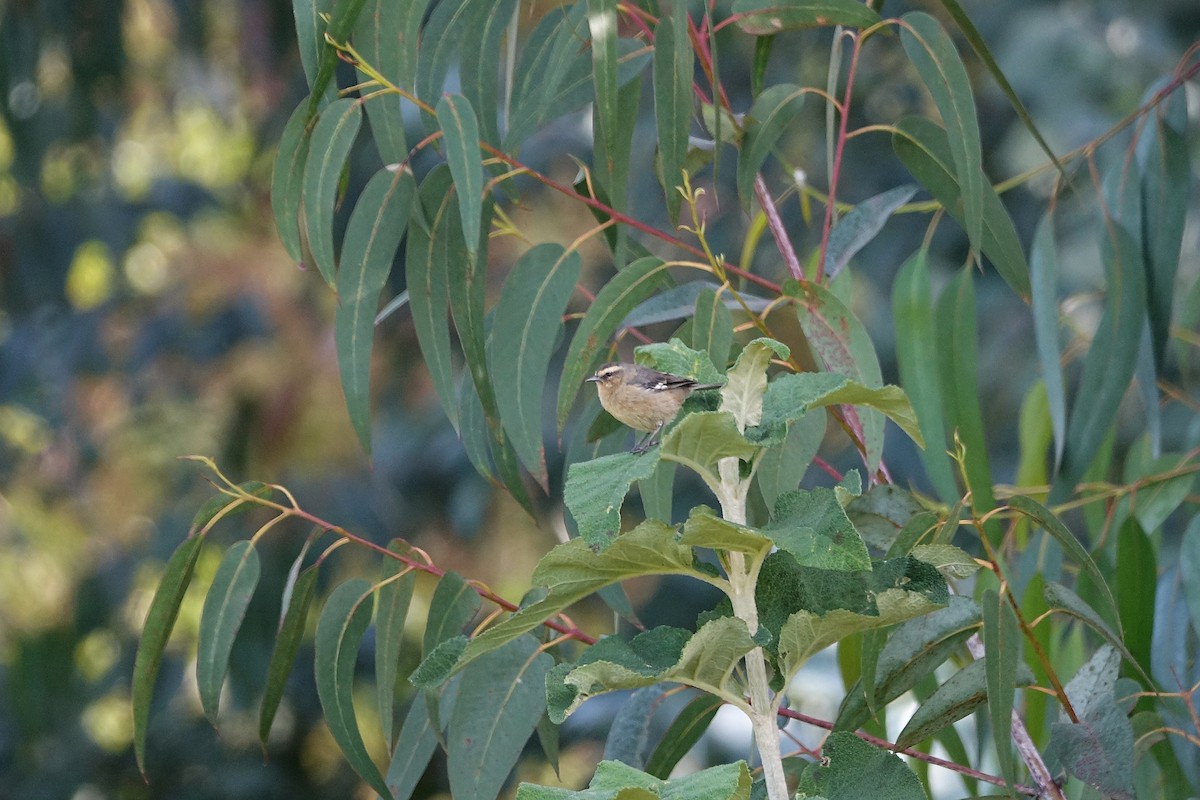 Cinereous Conebill - Daniel Pacheco Osorio