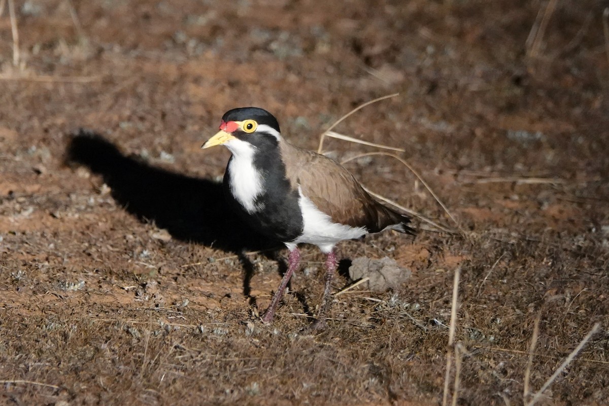 Banded Lapwing - Steve Kornfeld