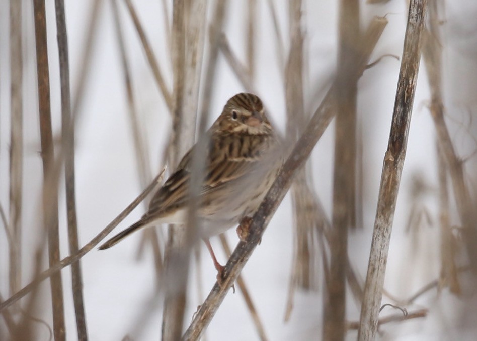 Vesper Sparrow - ML615498531