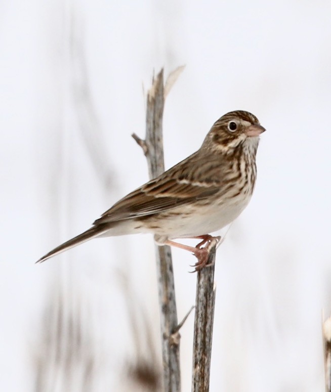 Vesper Sparrow - ML615498535