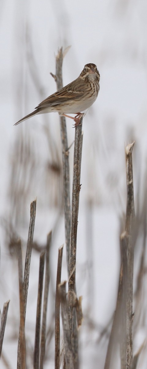 Vesper Sparrow - ML615498537