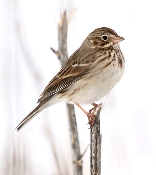 Vesper Sparrow - ML615498539