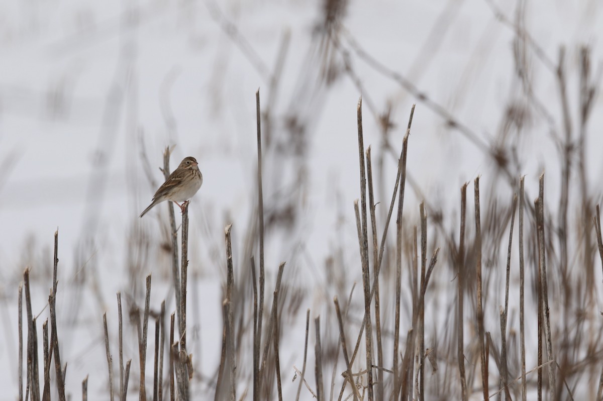 Vesper Sparrow - Michael Lyman