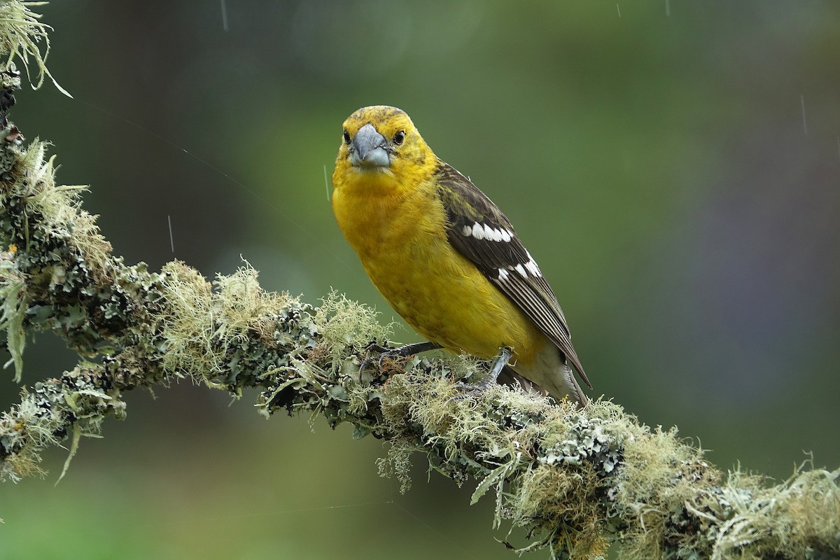 Golden Grosbeak - Daniel Pacheco Osorio