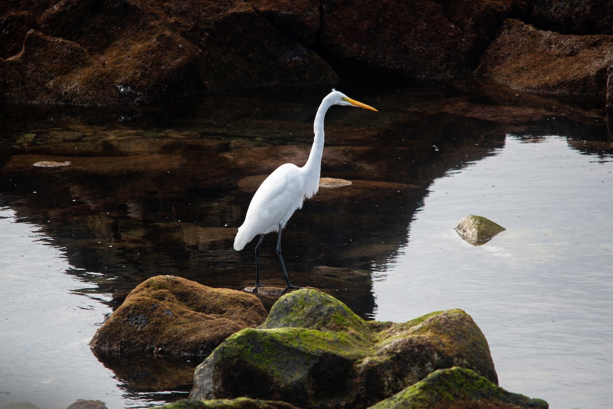 Большая белая цапля - ML615498660