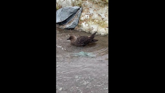 South Polar Skua - ML615498695