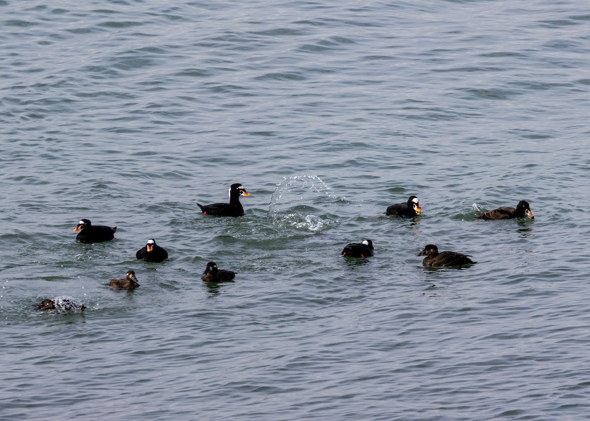 Surf Scoter - ML615498708