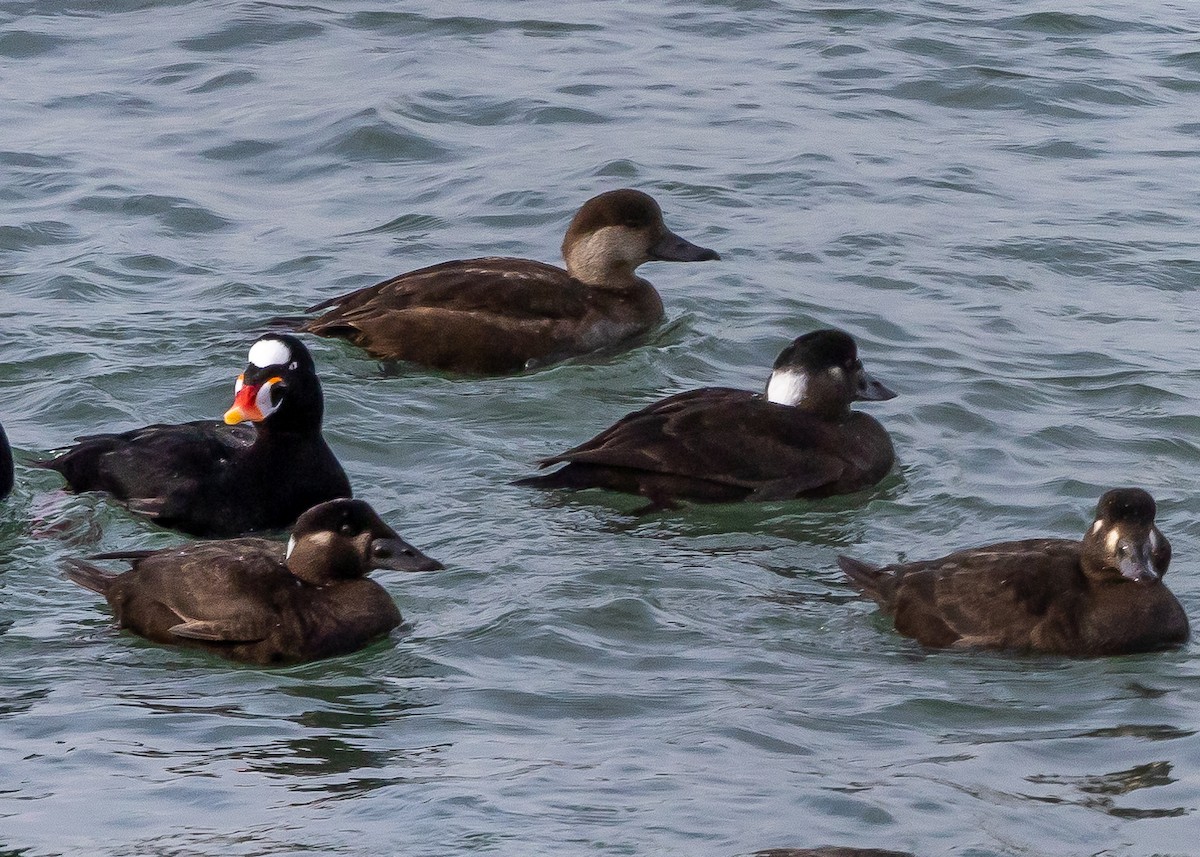 Surf Scoter - Ian Burgess