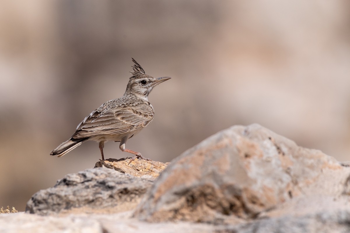 Cochevis huppé (groupe cristata) - ML615498723