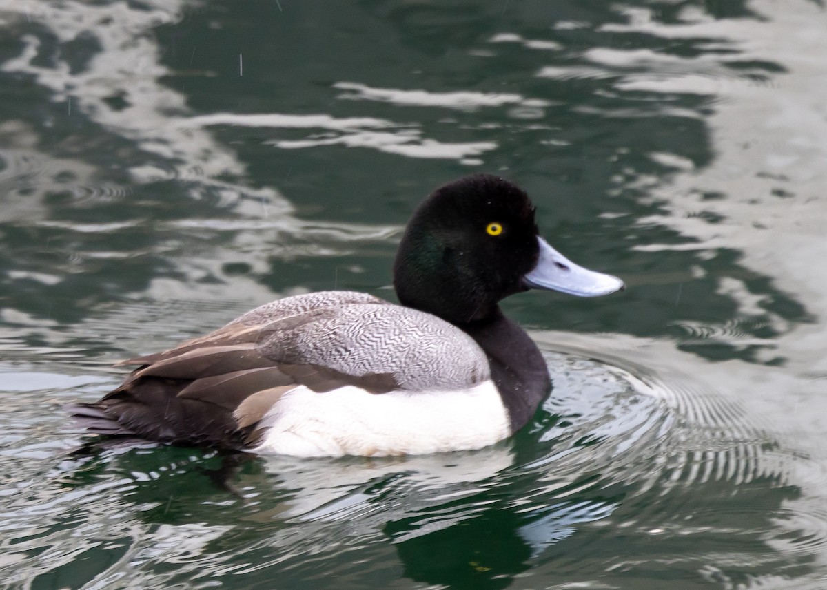 Greater Scaup - ML615498751