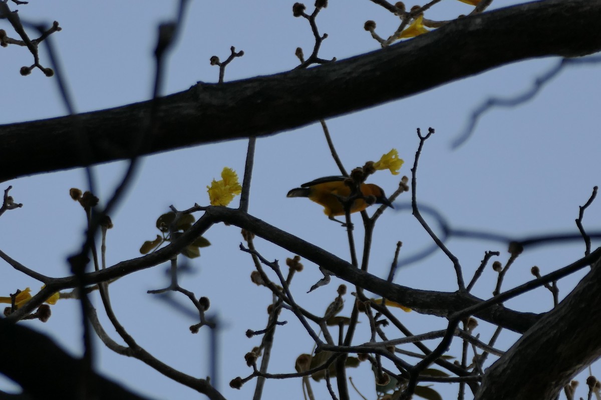 Streak-backed Oriole (Streak-backed) - ML615498754