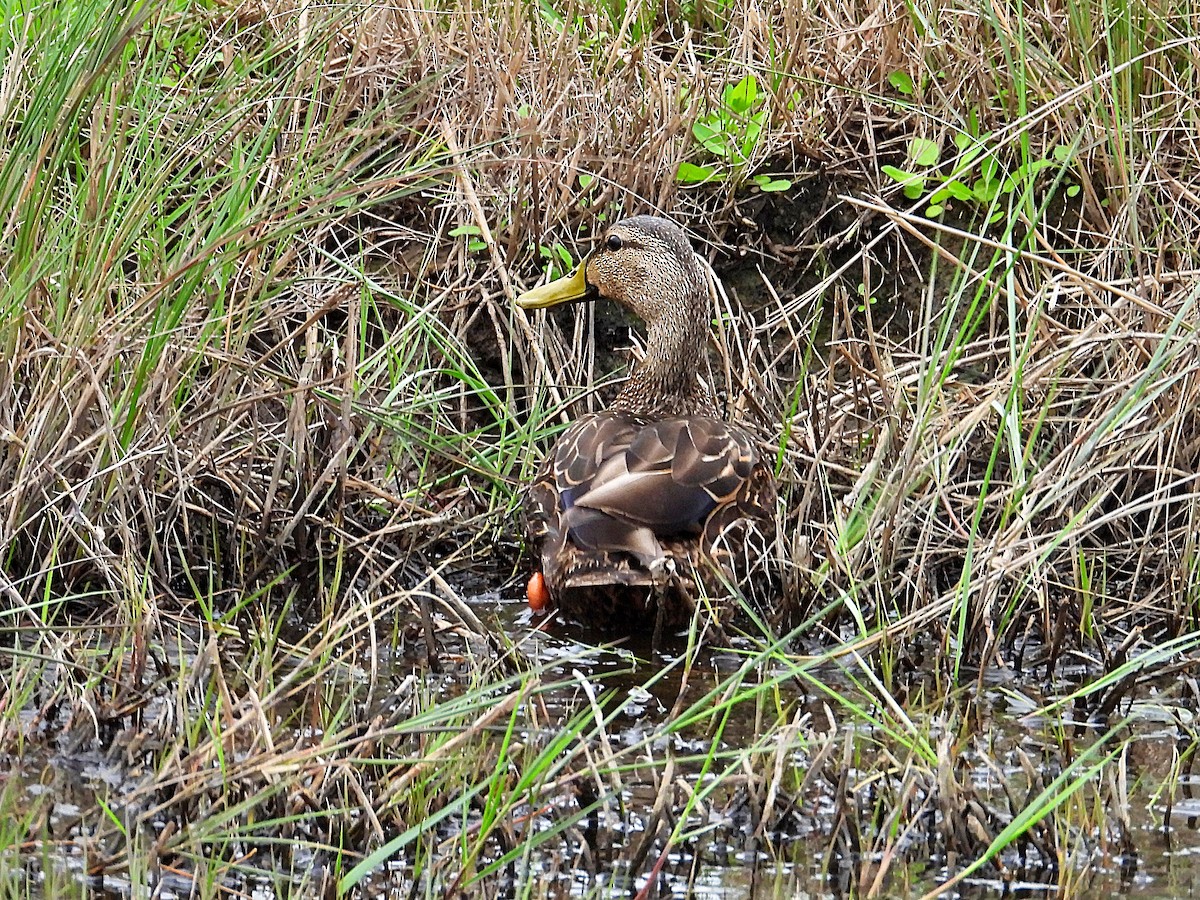 Mottled Duck - ML615498786