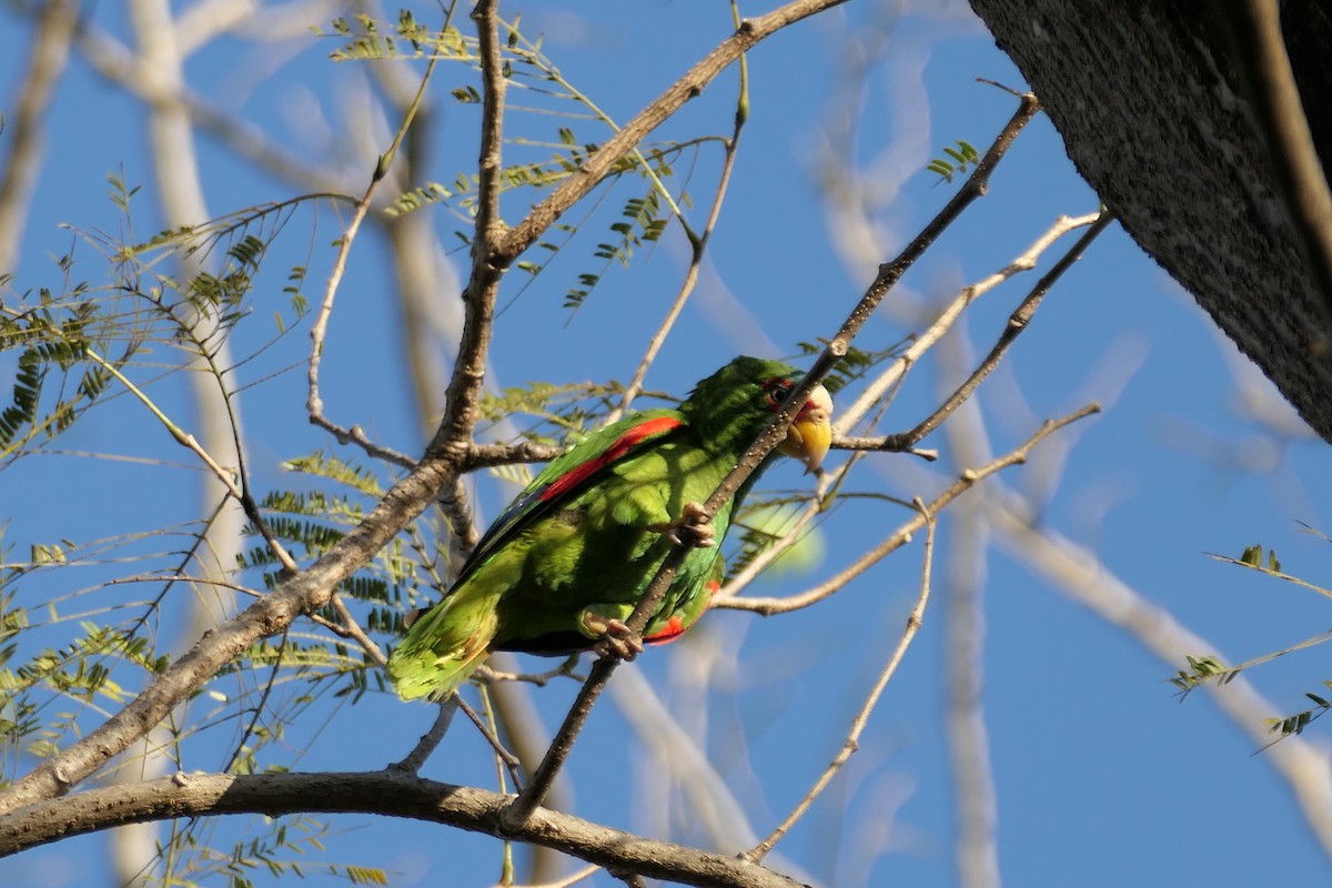 White-fronted Parrot - ML615498792