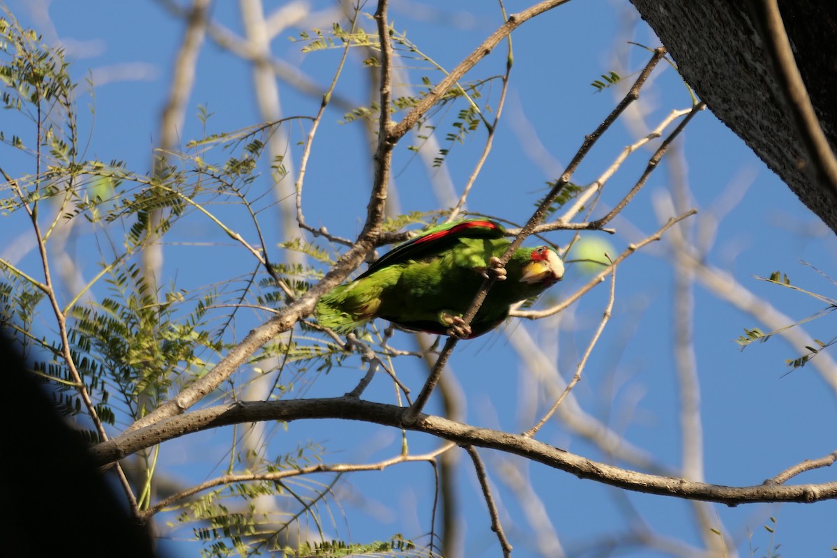 White-fronted Parrot - ML615498793