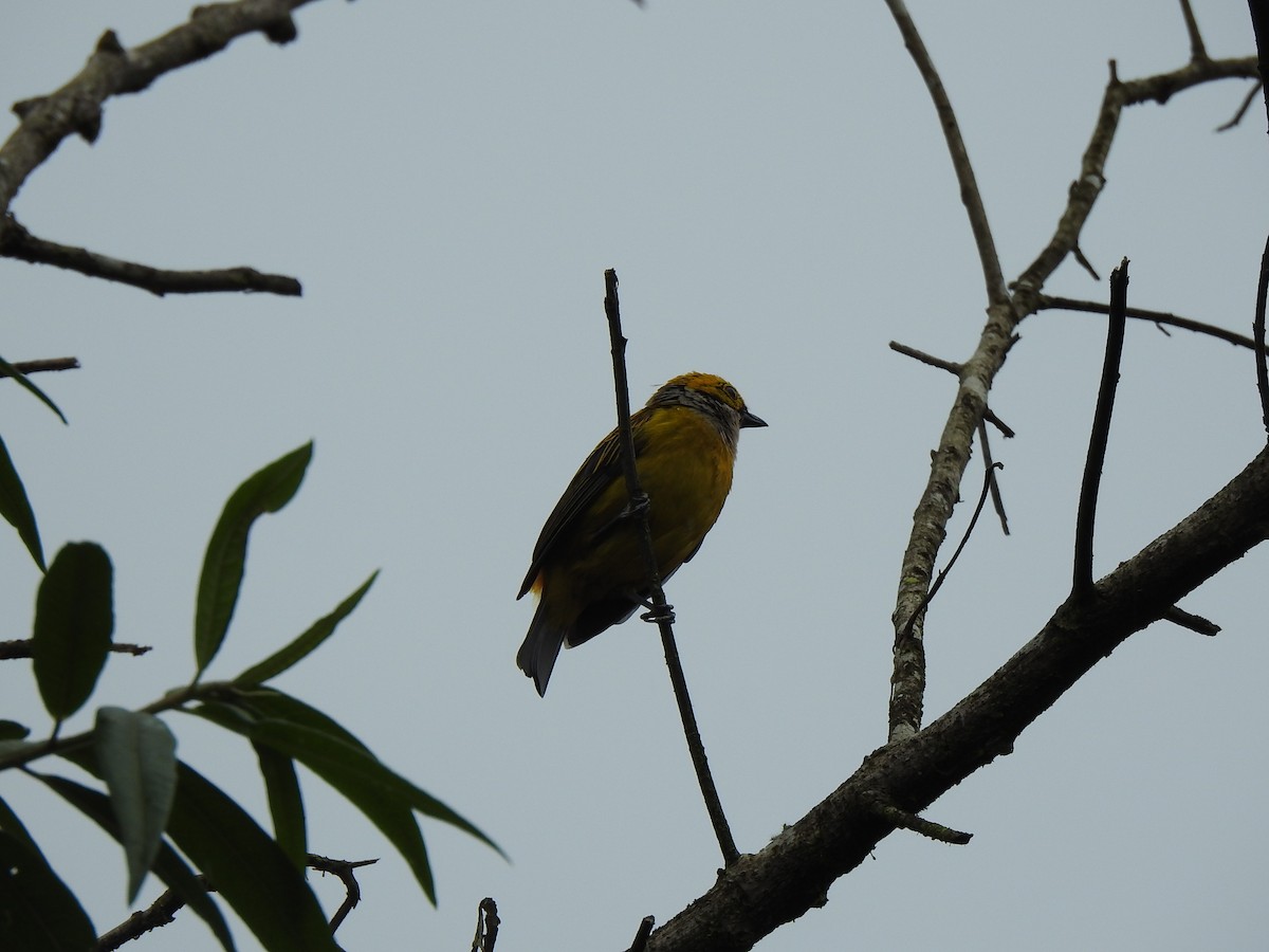 Silver-throated Tanager - George Watola