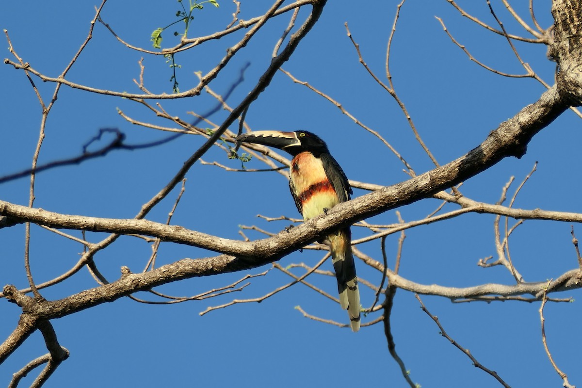 Collared Aracari - ML615498804