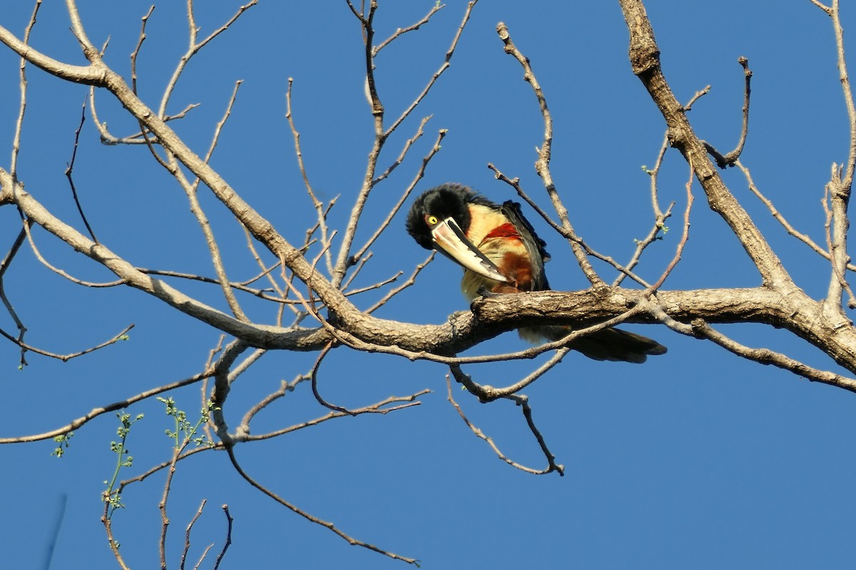 Collared Aracari - ML615498805