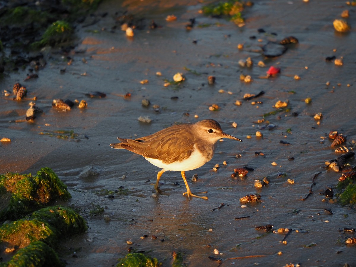 Common Sandpiper - Frank Welten