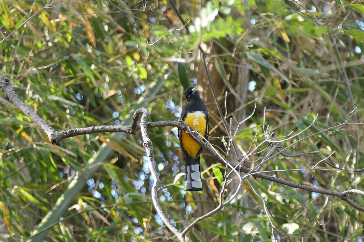 trogon černohlavý - ML615498816