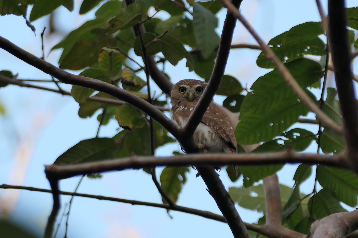 Ferruginous Pygmy-Owl - ML615498823