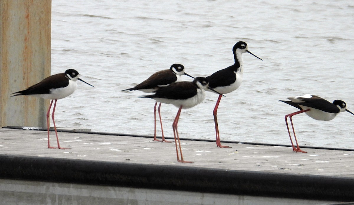 Black-necked Stilt - ML615498831