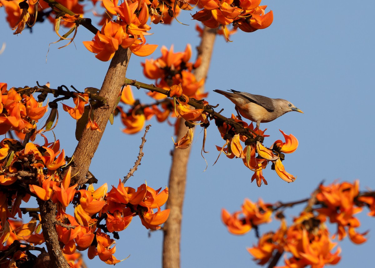 Chestnut-tailed Starling (Eastern) - ML615498834