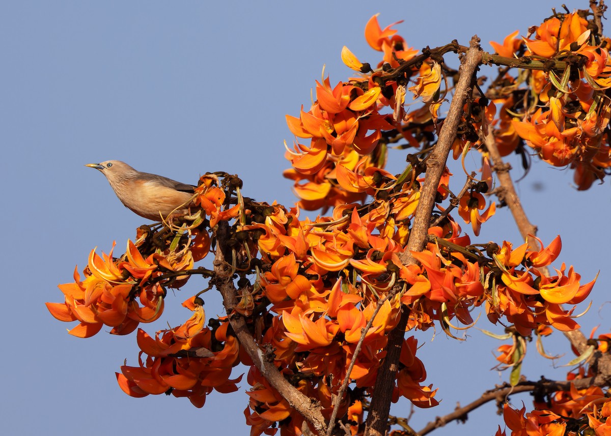 Chestnut-tailed Starling (Eastern) - ML615498835