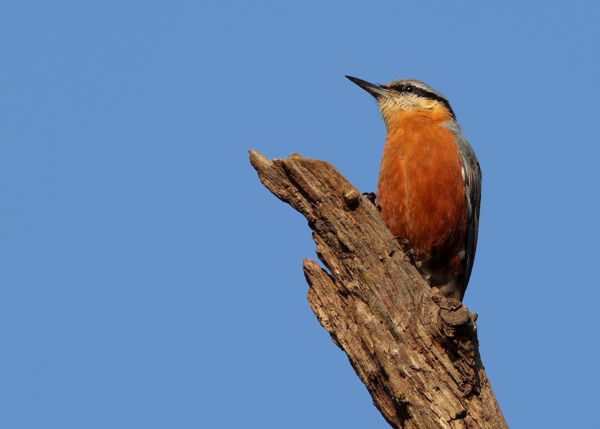 Burmese Nuthatch - Ayuwat Jearwattanakanok