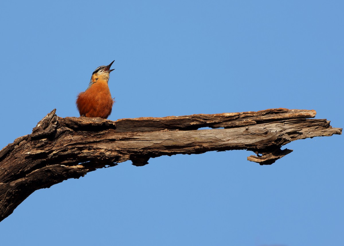 Burmese Nuthatch - ML615498873