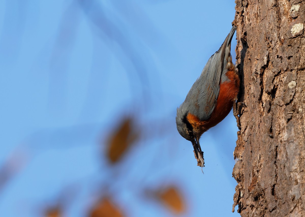 Burmese Nuthatch - Ayuwat Jearwattanakanok