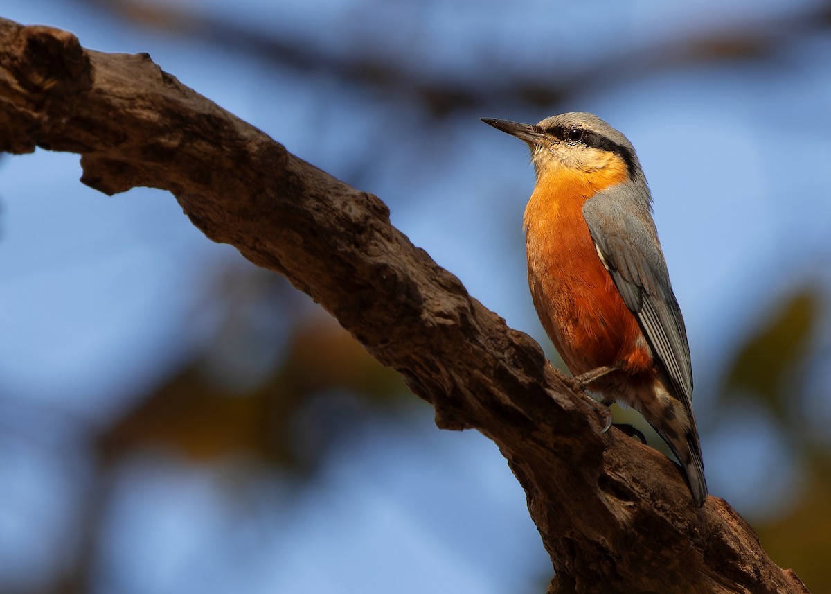 Burmese Nuthatch - ML615498876