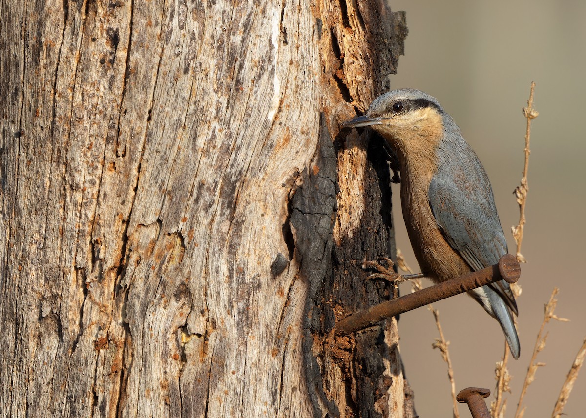 Burmese Nuthatch - Ayuwat Jearwattanakanok