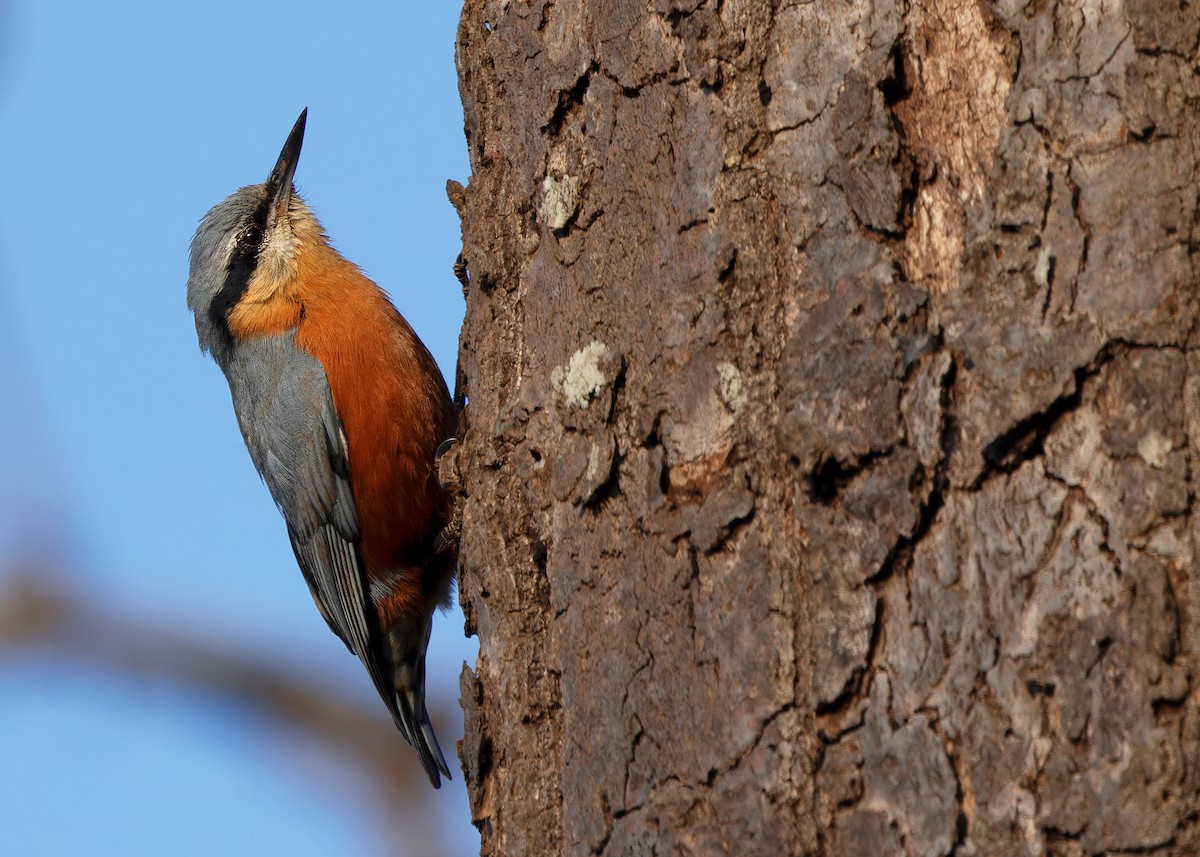 Burmese Nuthatch - Ayuwat Jearwattanakanok