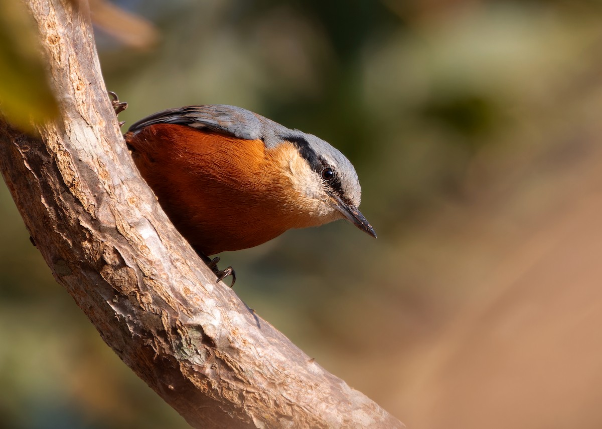 Burmese Nuthatch - Ayuwat Jearwattanakanok