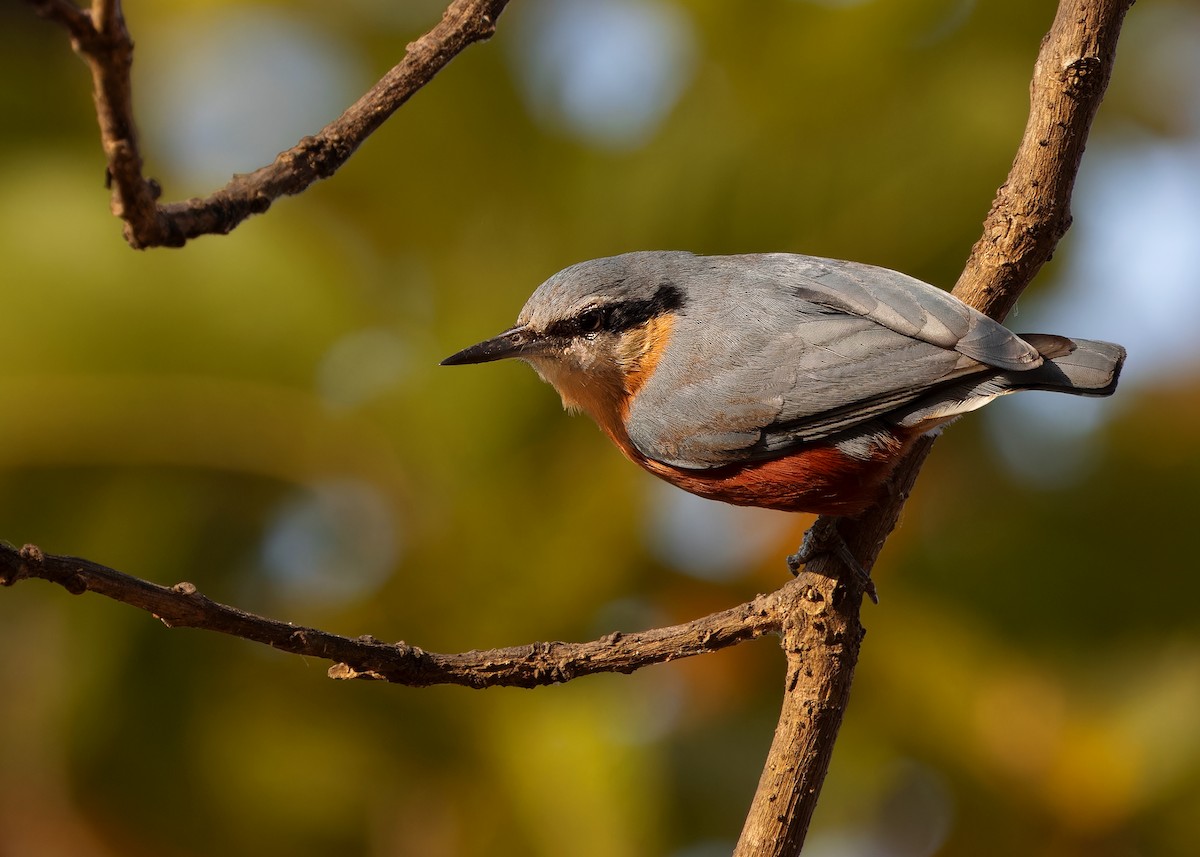 Burmese Nuthatch - ML615498887