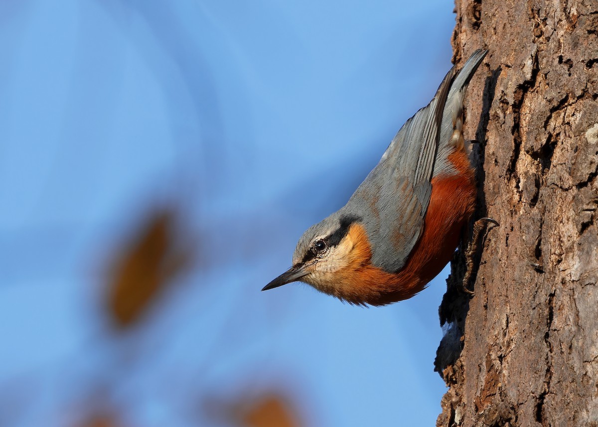 Burmese Nuthatch - Ayuwat Jearwattanakanok