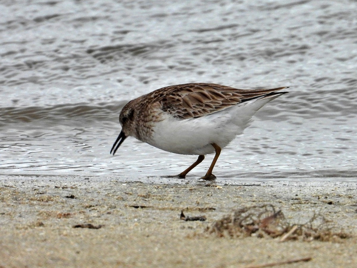 Least Sandpiper - ML615498915