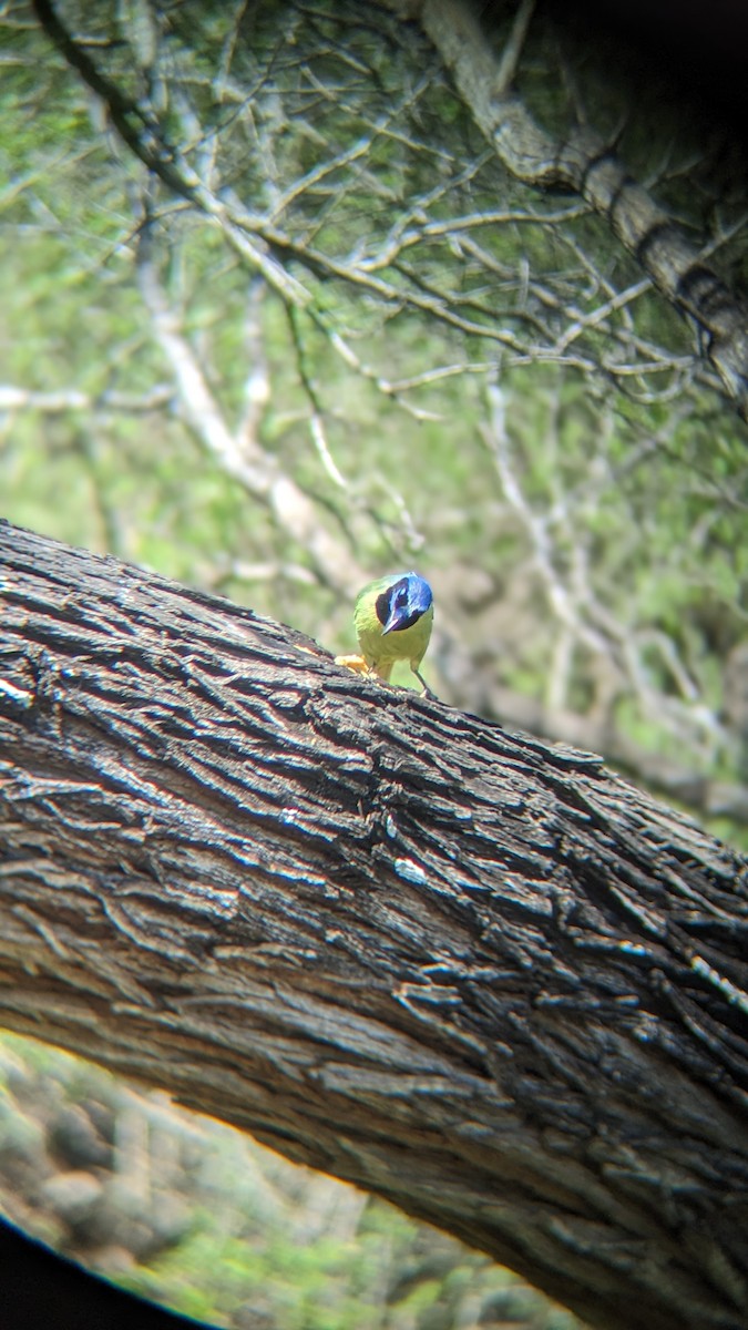 Green Jay - ML615498975