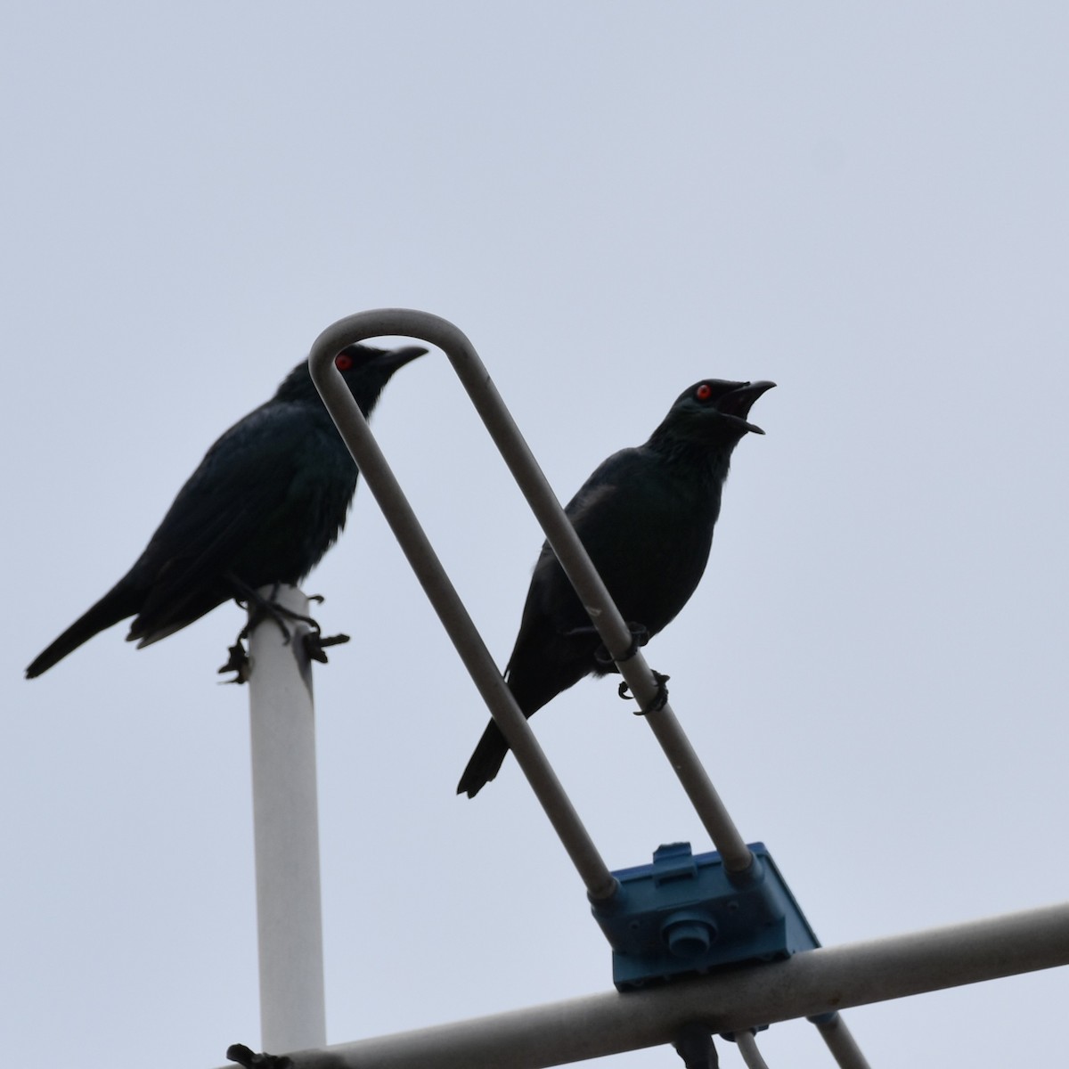 Asian Glossy Starling - ML615499010