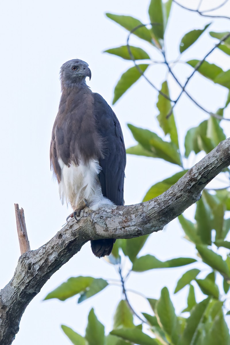 Gray-headed Fish-Eagle - Dubi Shapiro